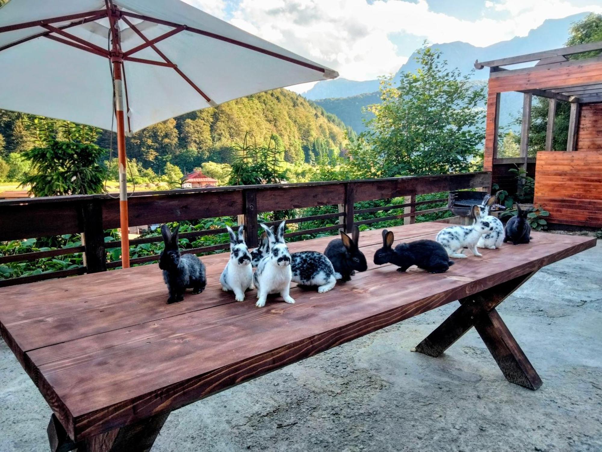 Appartamento Doi Iepuri Azuga Esterno foto